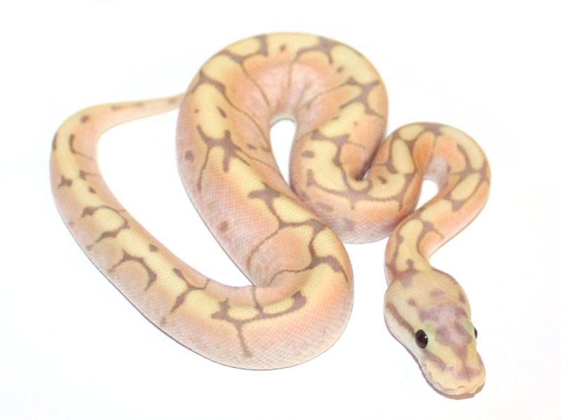 Snow Rose | World of Ball Pythons
