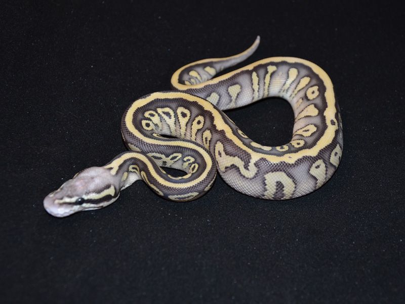 Super Pastel Lesser Leopard | World of Ball Pythons