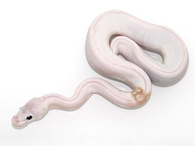 Ghi Super Lesser | World of Ball Pythons