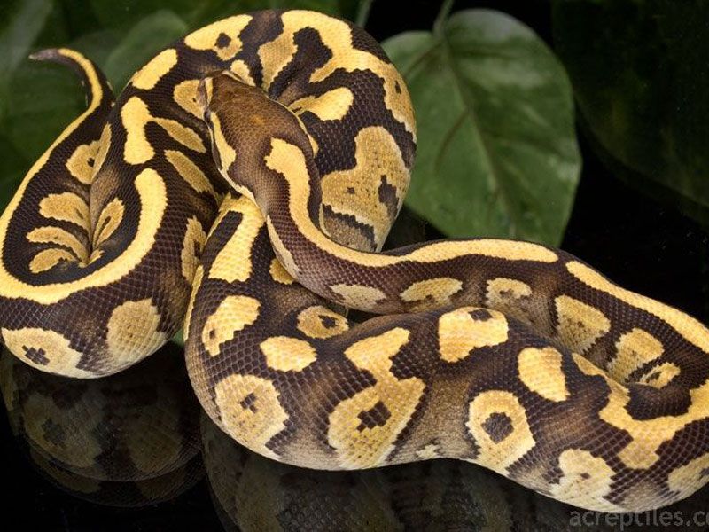 Fire Mystic | World of Ball Pythons
