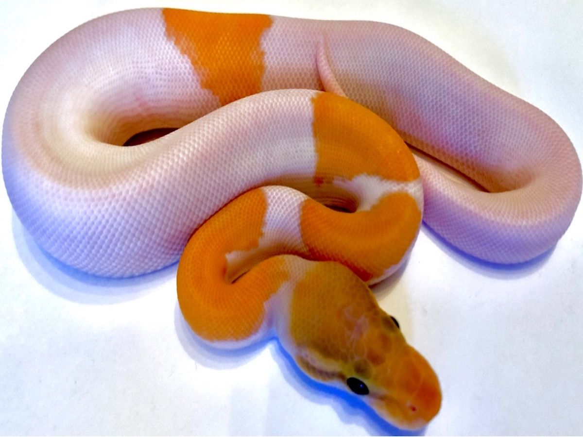 Banana Ghi Piebald | World of Ball Pythons