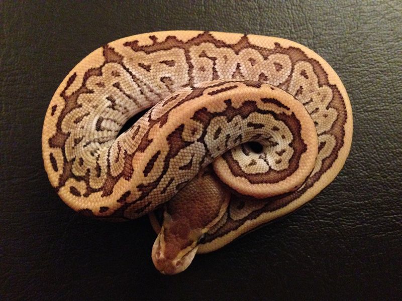 Death By Chocolate | World of Ball Pythons