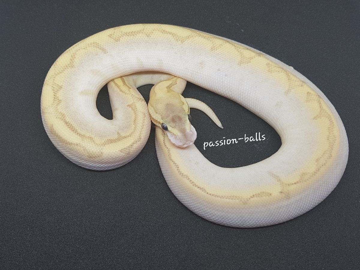 Bamboo Cinnamon Spider | World of Ball Pythons