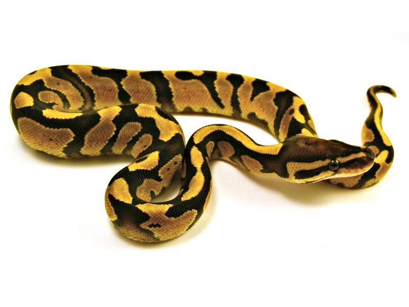 Joppa Fire | World of Ball Pythons