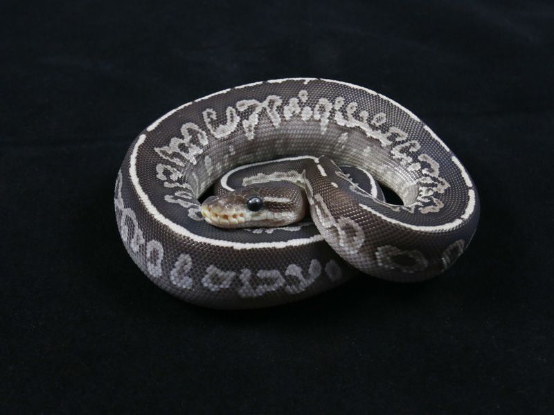 Monyx | World of Ball Pythons