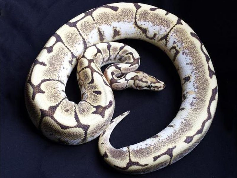 Spider Mutation Royal Python White Lace Spider | World of Ball Pythons