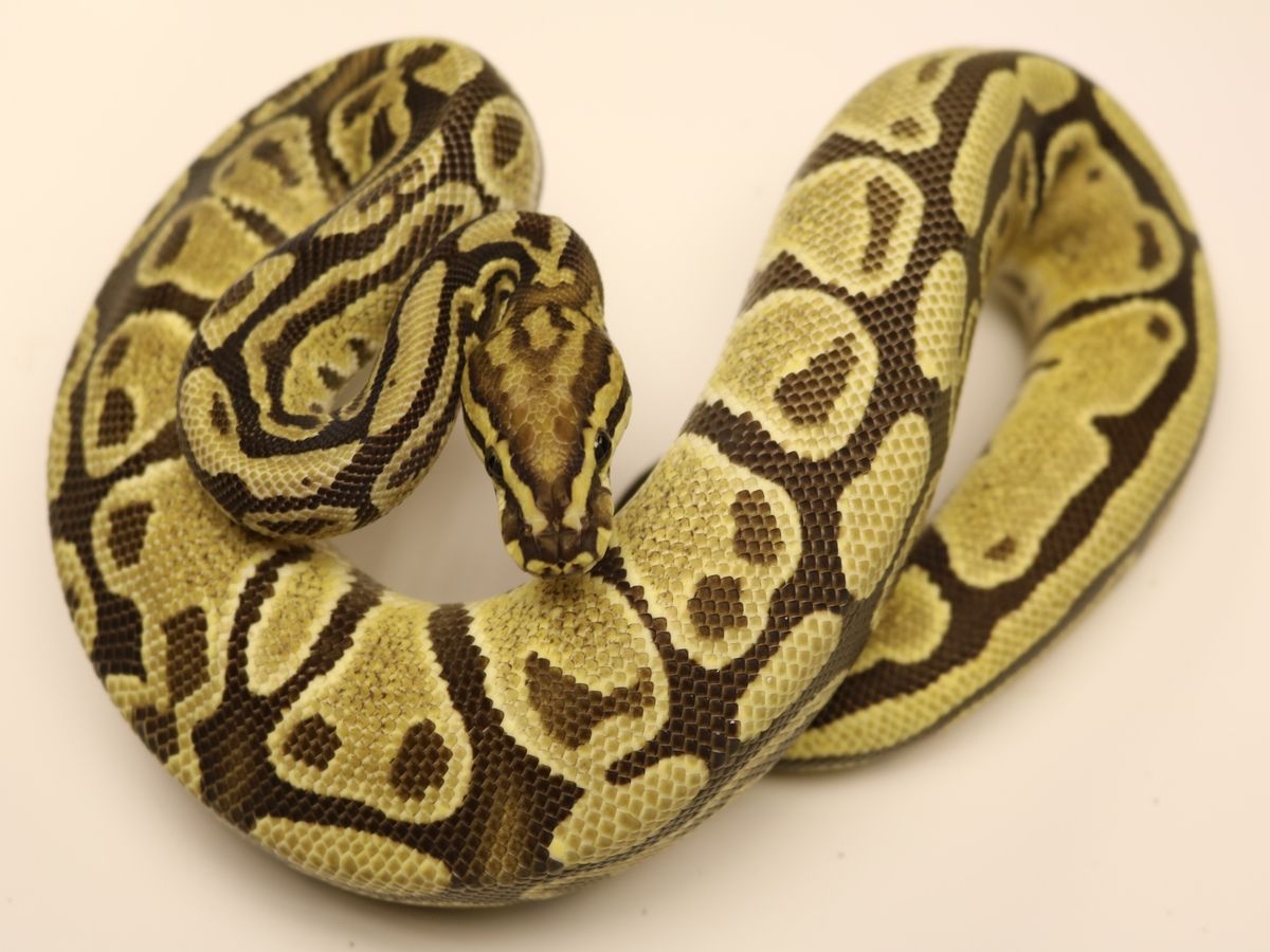 Fire Omega | World of Ball Pythons