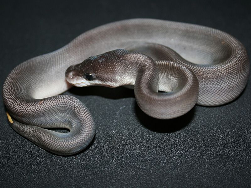 Black Pastel Cinnamon Mojave | World of Ball Pythons