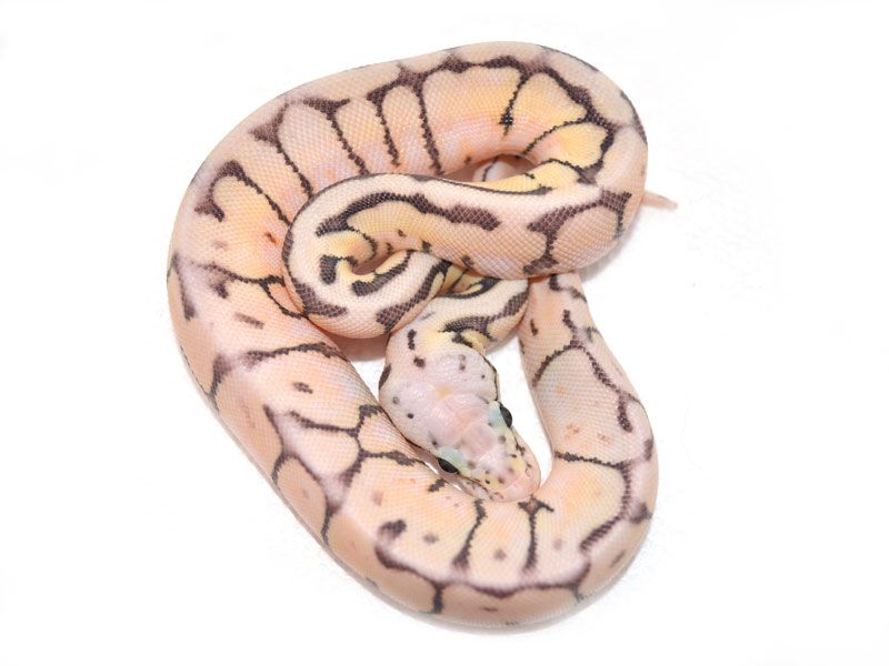 Super Humble Bee | World of Ball Pythons