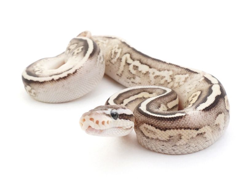 Firefly Cinnamon Ball Python Firefly Cinnamon Yellow Belly | World of Ball Pythons
