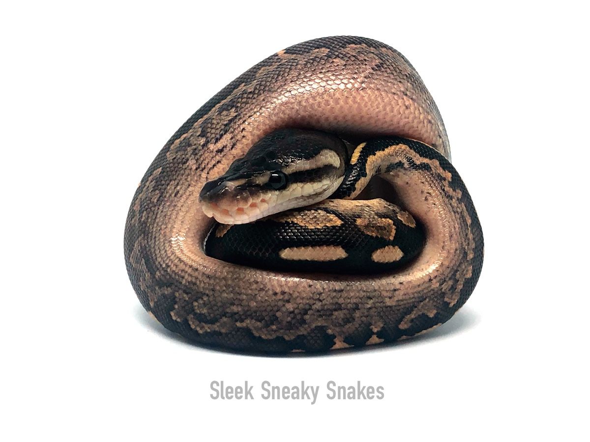 Cinny Sugar Ball Python Cinnamon Sugar Yellow Belly | World of Ball Pythons