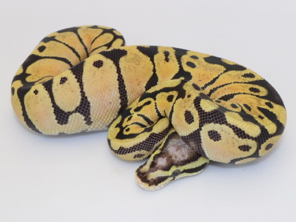 Pastel Scaleless Head Vanilla | World of Ball Pythons