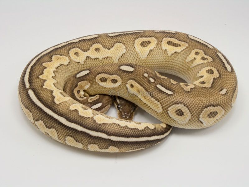 Butter Cinnamon Enchi | World of Ball Pythons