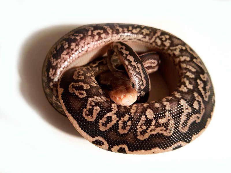 Onyx Yellow Belly | World of Ball Pythons
