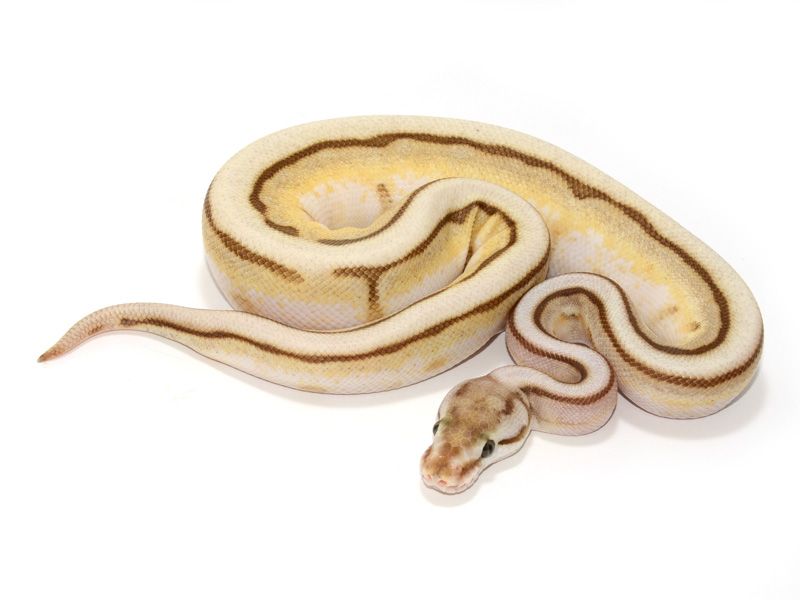 Spider Mutation Royal Python Spider Butter Genetic Stripe | World of Ball Pythons