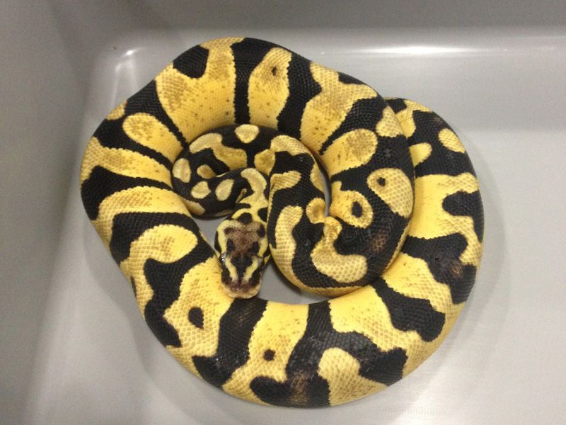 Yellow Jacket | World of Ball Pythons