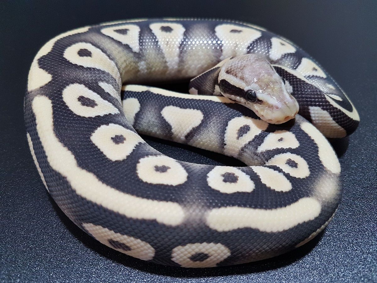 Desert Ghost Pastave | World of Ball Pythons