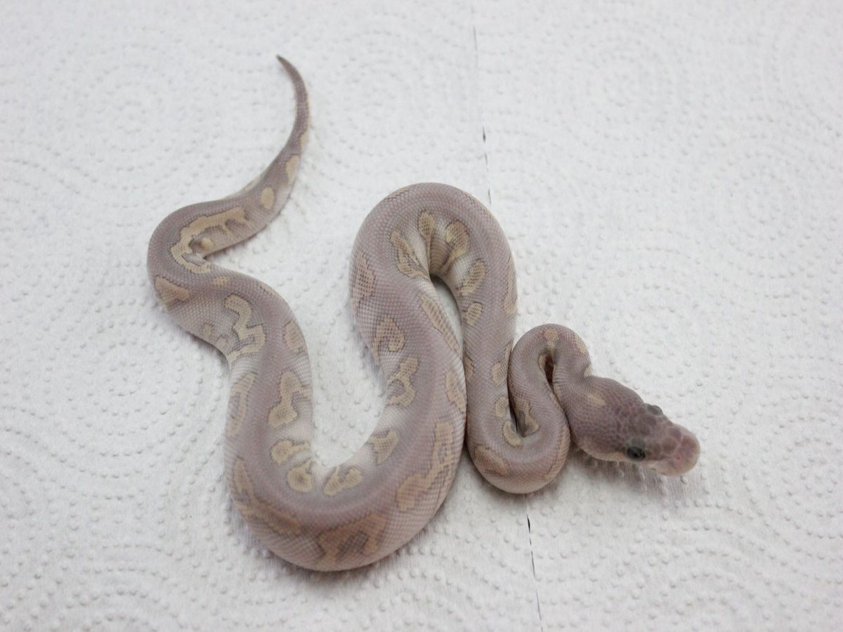 Clown Super Phantom | World of Ball Pythons
