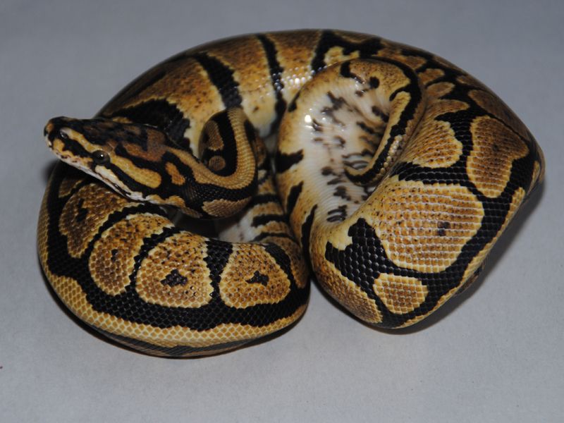 Fire Spotnose | World of Ball Pythons