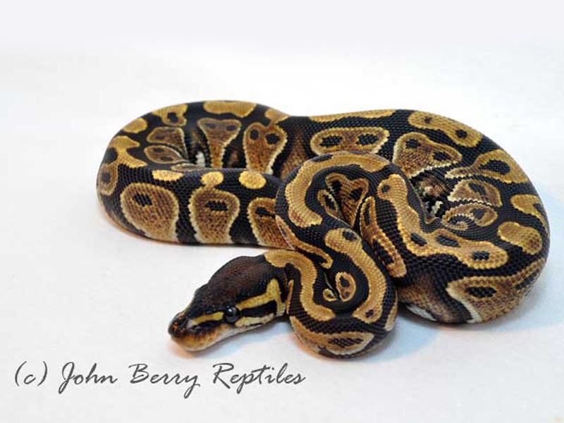 Leviathan Ball Python Jedi | World of Ball Pythons