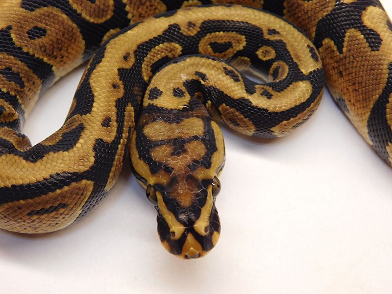 Arroyo Spotnose | World of Ball Pythons