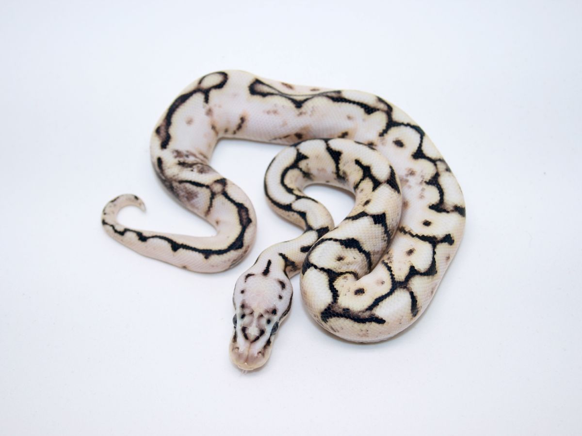 Pastel Calico Spider Ball Python Calico Ghi Pastel Spider | World of Ball Pythons
