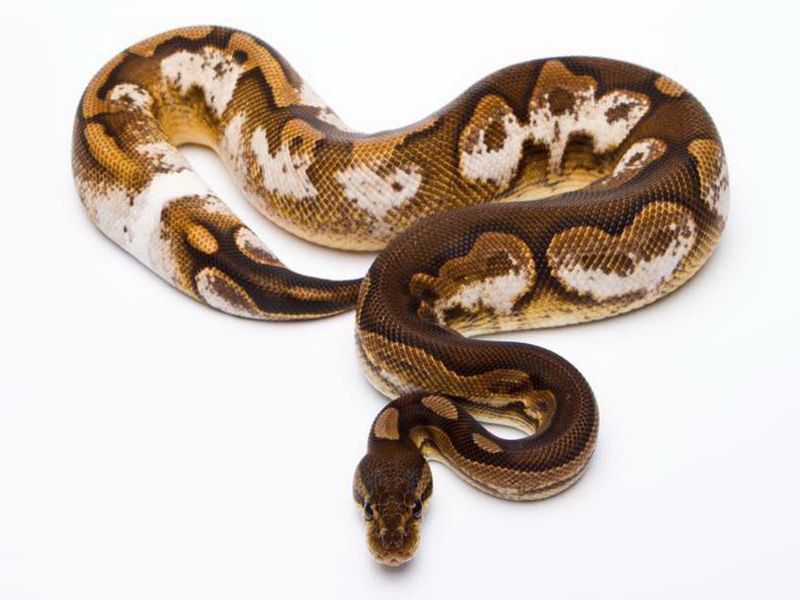 cinnamon ball python animal pictures | a-z animals... Cinnamon Sugar | World of Ball Pythons
