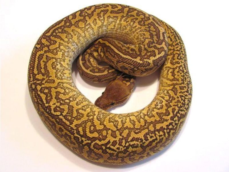 Mojave Monsoon | World of Ball Pythons