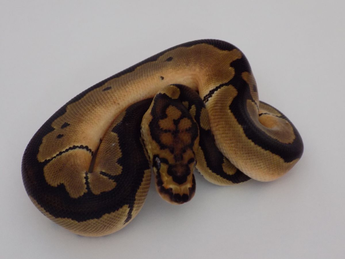 Blade Clown | World of Ball Pythons