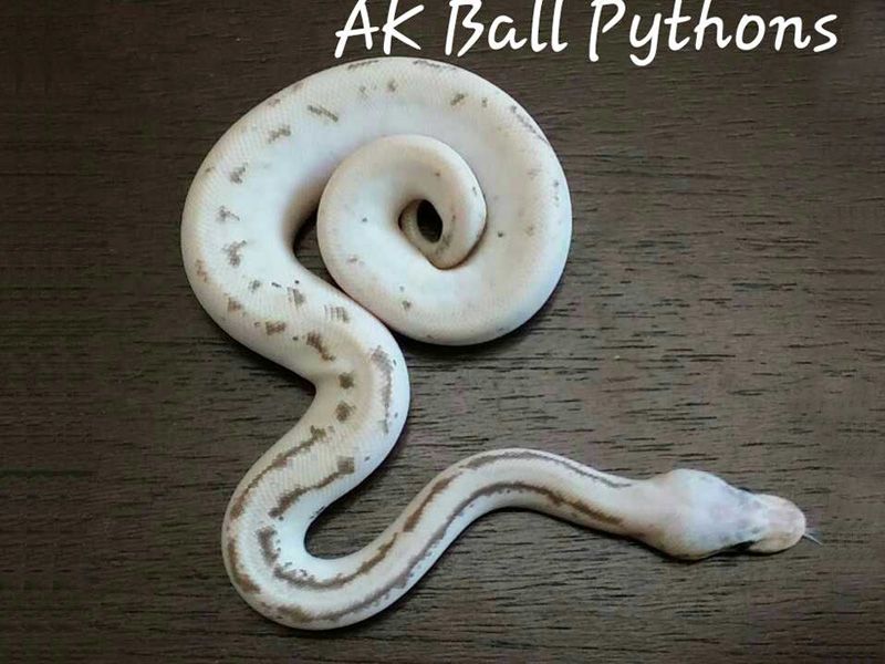 Cookies N Cream | World of Ball Pythons