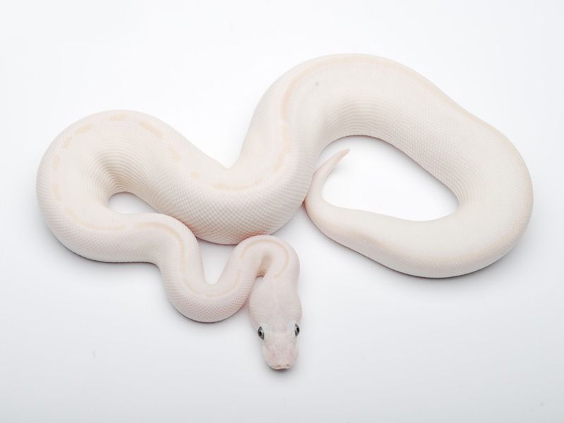 Butter Phantom Yellow Belly | World of Ball Pythons
