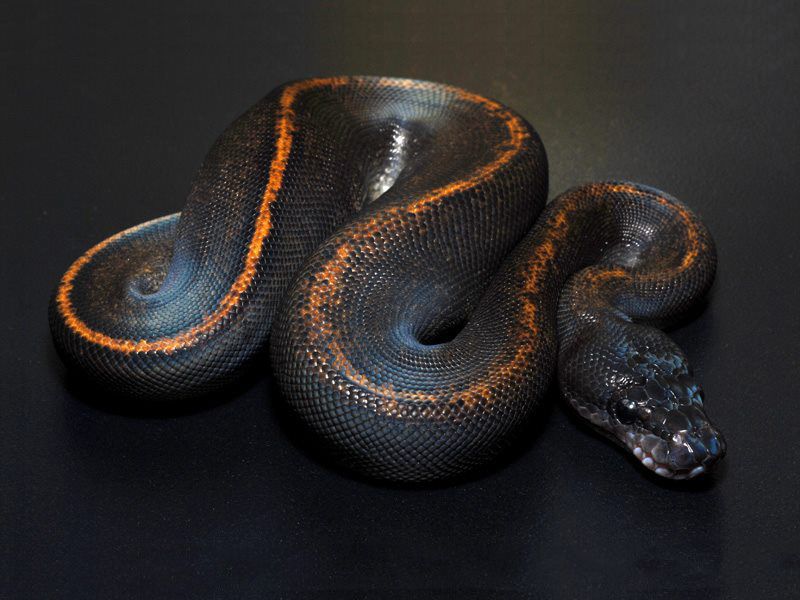 Suma | World of Ball Pythons