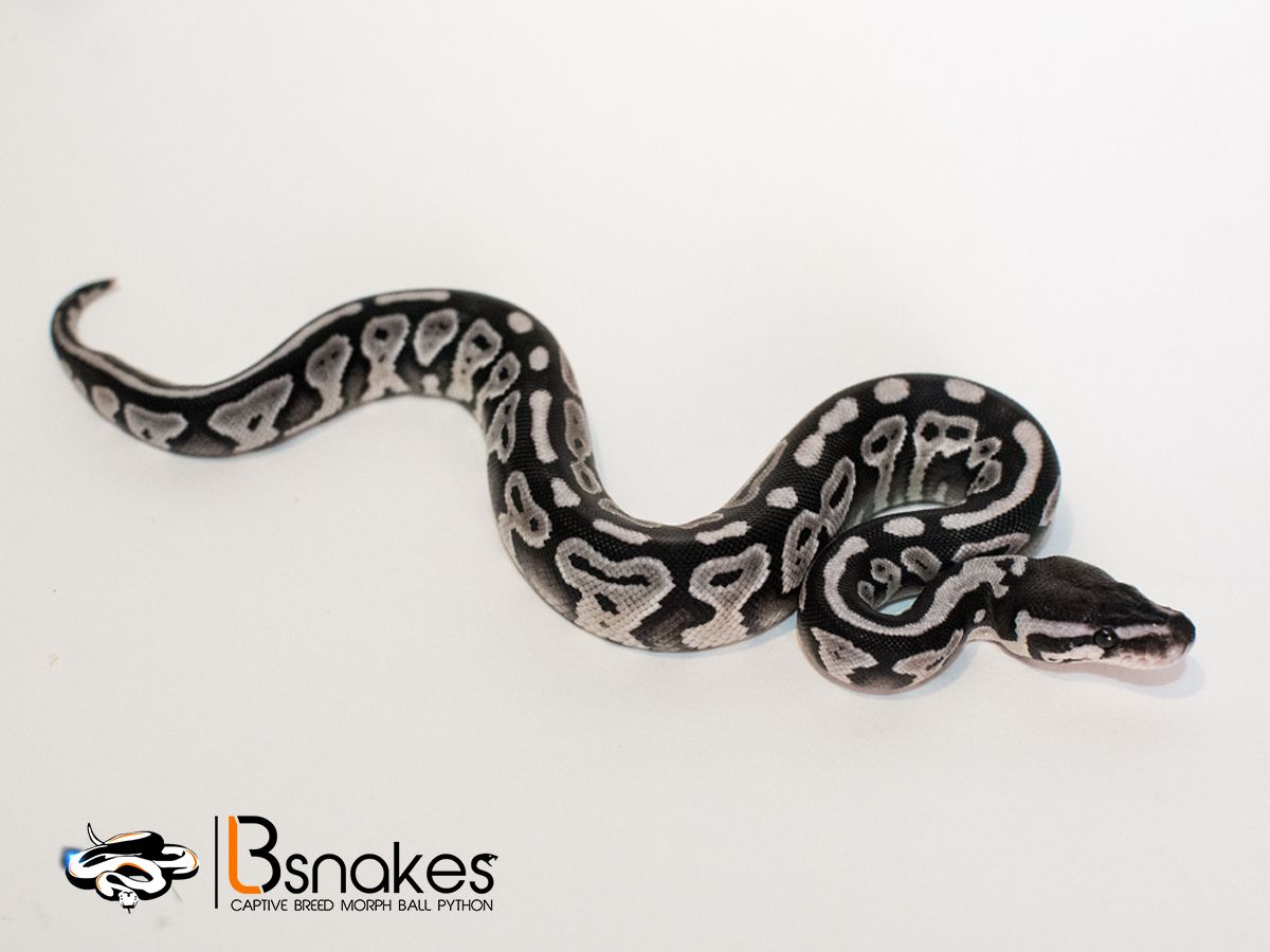 Axanthic Spider Ball Python Personality Axanthic Mystic | World of Ball Pythons