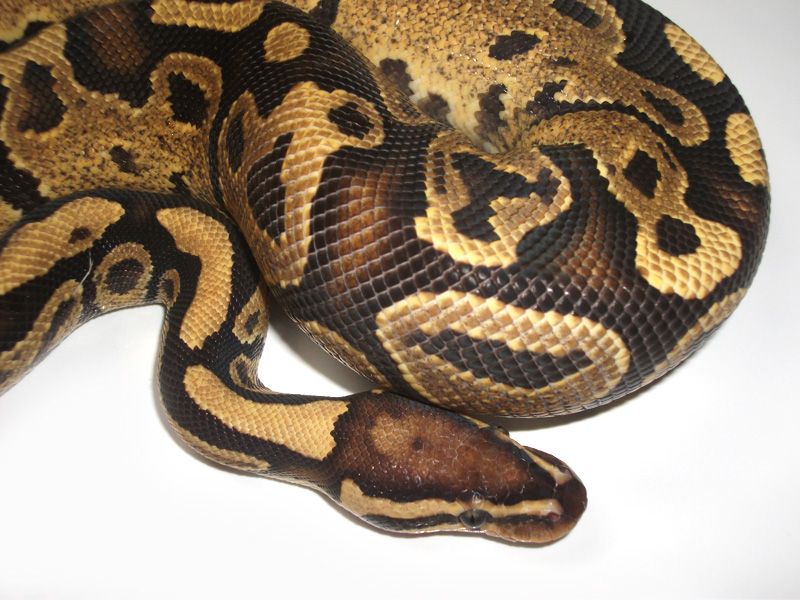 Flame | World of Ball Pythons