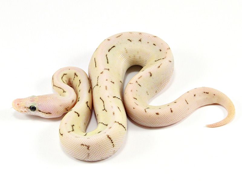 Spinner Blonde Firefly | World of Ball Pythons