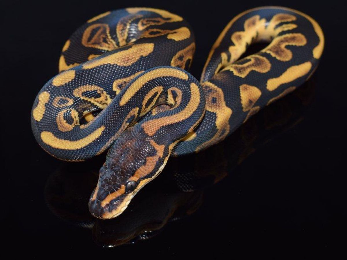 Leopard Wookie | World of Ball Pythons