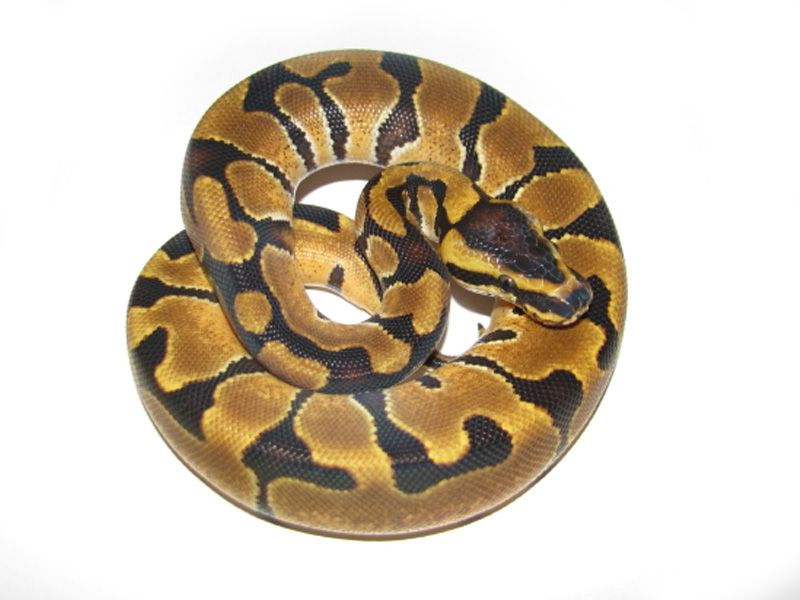Enchi Blade | World of Ball Pythons