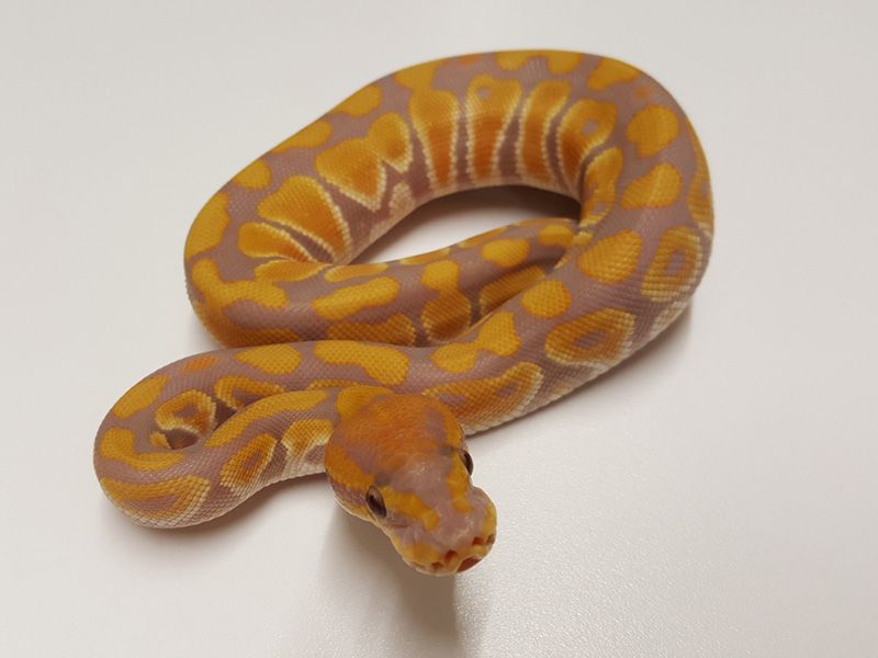 rainbow python goes viral on social media: 'stunning',... Rainbow | World of Ball Pythons