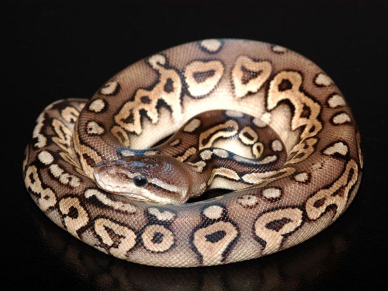 Pewter | World of Ball Pythons
