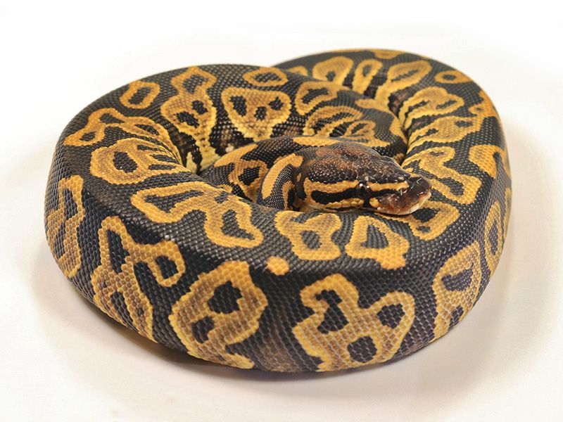 Leopard Royal Python Lattice Leopard Yellow Belly | World of Ball Pythons