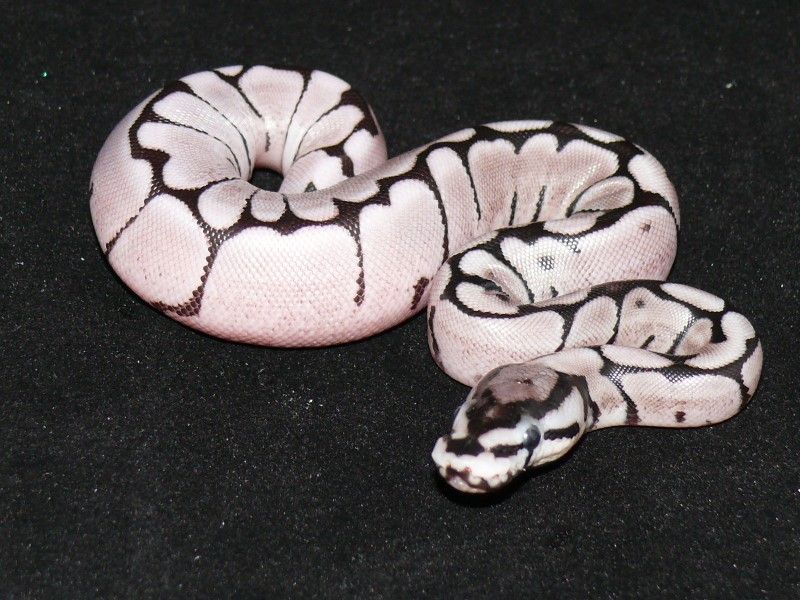 Axanthic Spider Ball Python Personality Axanthic Spider | World of Ball Pythons