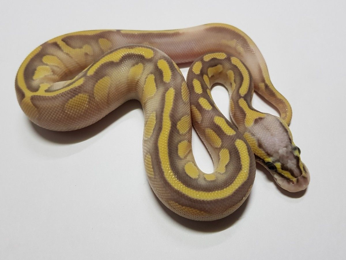 Super Pastel Butter Enchi | World of Ball Pythons
