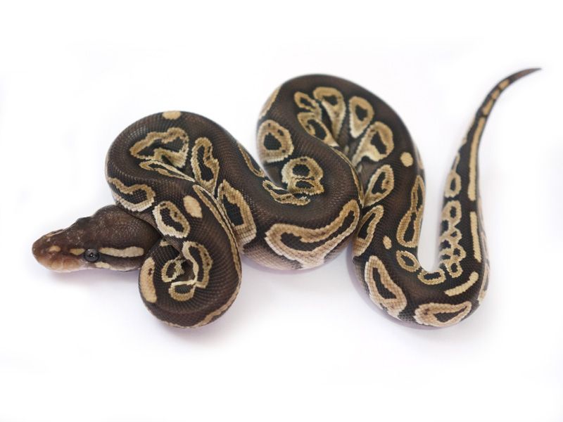 Mojave Het Red Axanthic | World of Ball Pythons