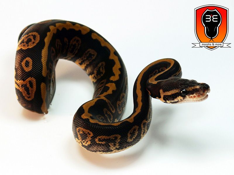 Confusion Cinnamon | World of Ball Pythons