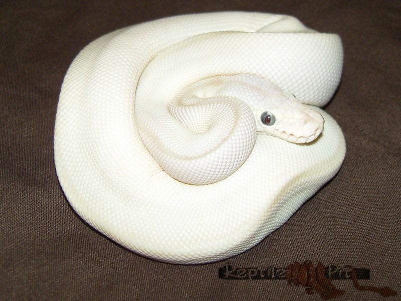 Kutu Ball Python Karma | World of Ball Pythons