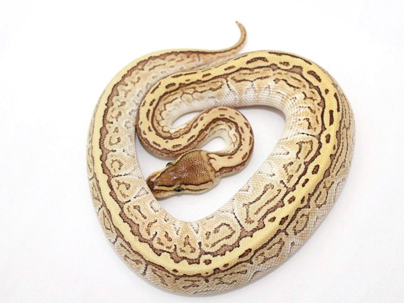 Lesser Trick Ball Python Lesser Pinstripe Trick | World of Ball Pythons