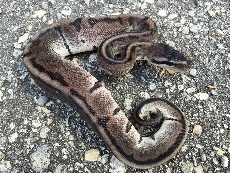 Black Axanthic Genetic Stripe | World of Ball Pythons