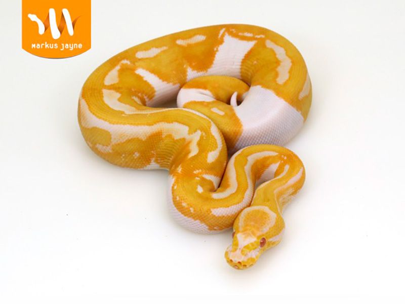 Java Pied Toffino | World of Ball Pythons