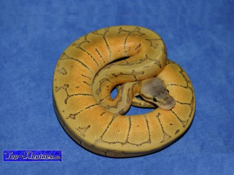 Hypo Lemon Blast | World of Ball Pythons