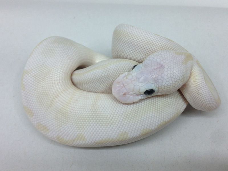 Lesser Crystal Pastel Het Red Axanthic | World of Ball Pythons